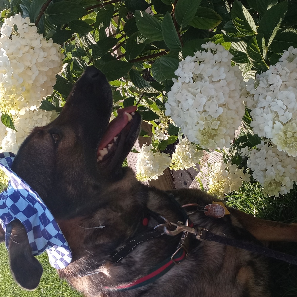 Doggie paw balm